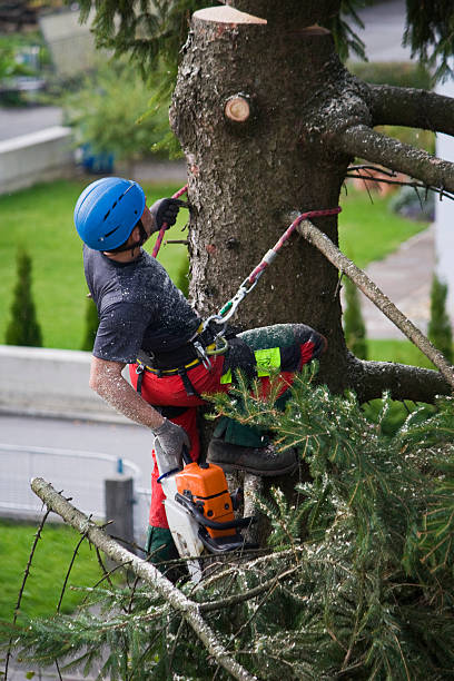 Best Lawn Mowing  in Cornell, WI